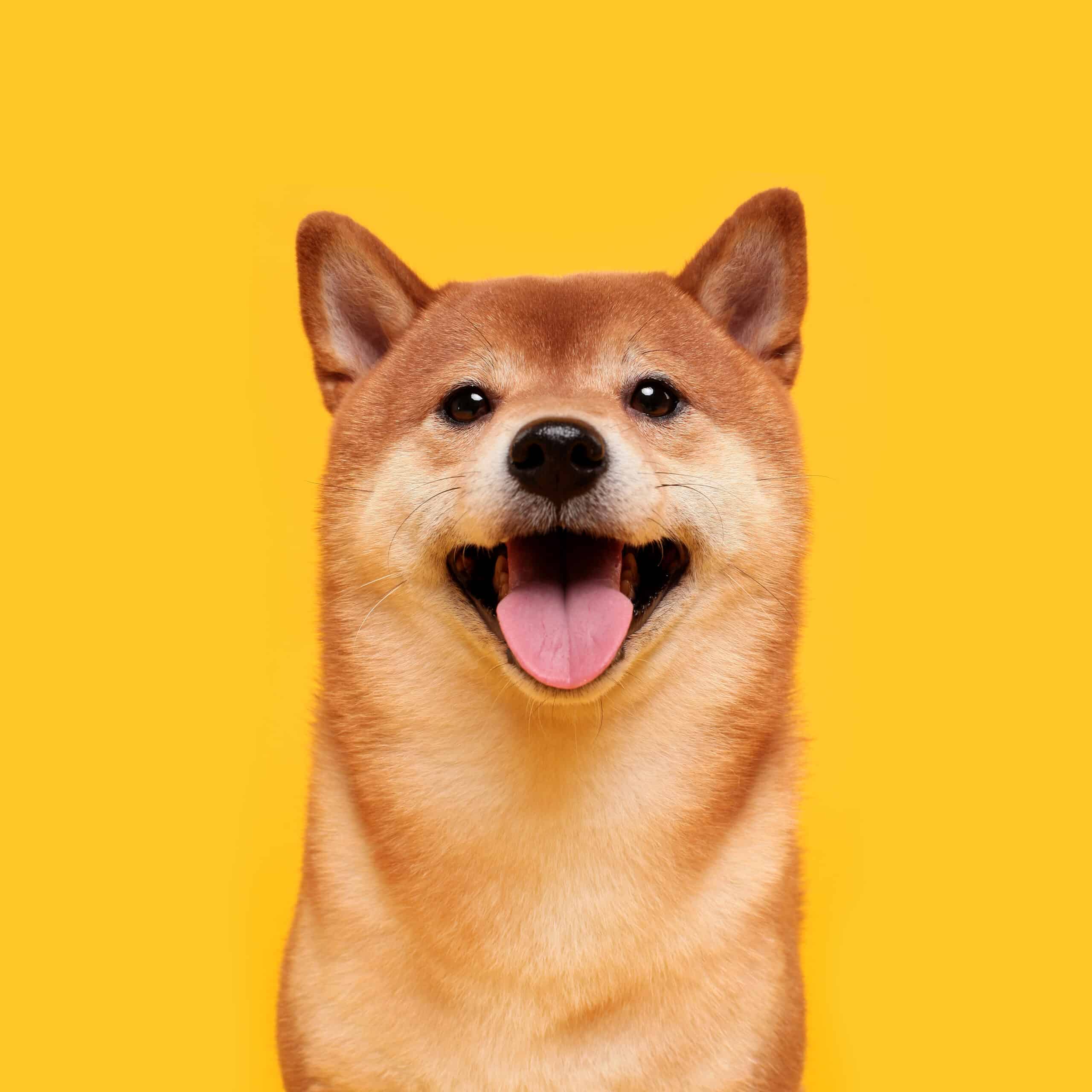 Shiba Inu (SHIB) Memecoin