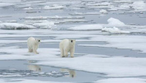 Polar Bear with Yearling Cub