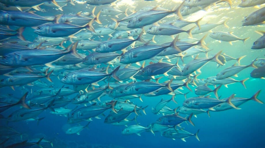 Findet Nemo: Schweizer Lebensmittelimporteur trackt Thunfisch mit Blockchain