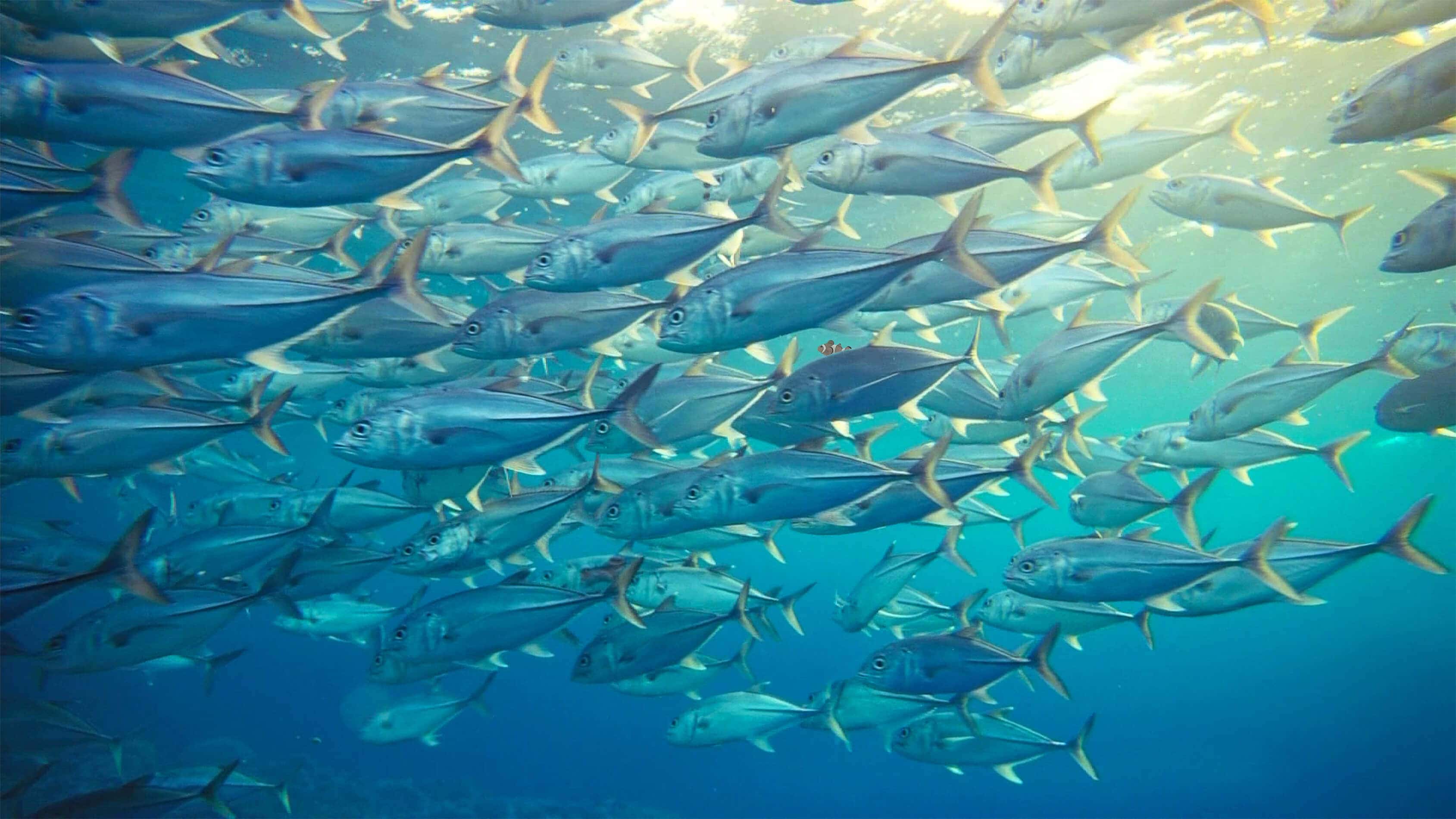 Findet nemo: schweizer lebensmittelimporteur trackt thunfisch mit blockchain