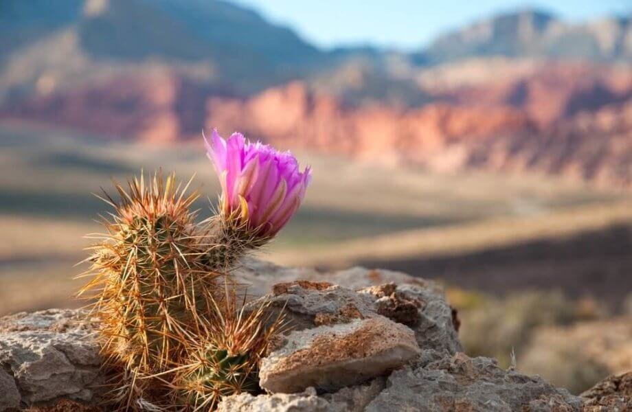 Millionen für eine Blockchain-Stadt in Nevada