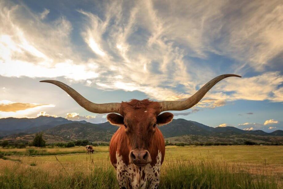 Ripple: Ist das schon der XRP-Bull-Run?