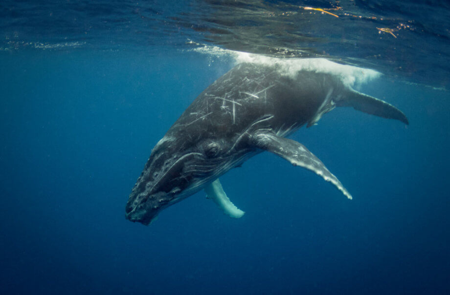 Whale Watching: Wer bewegt 66.000 Bitcoin?