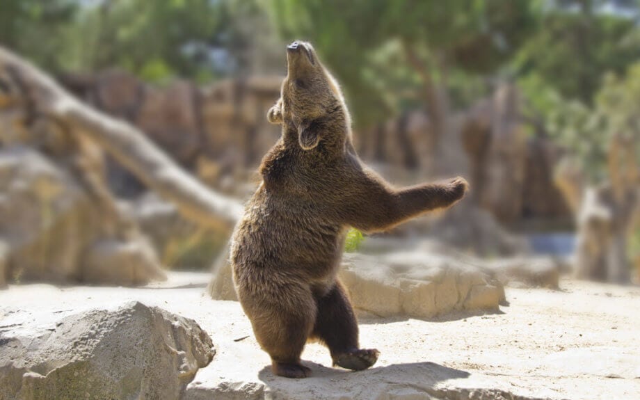 Da steppt der Bär: Bitcoin-Korrektur schreibt Geschichte – Das Meinungs-ECHO KW4