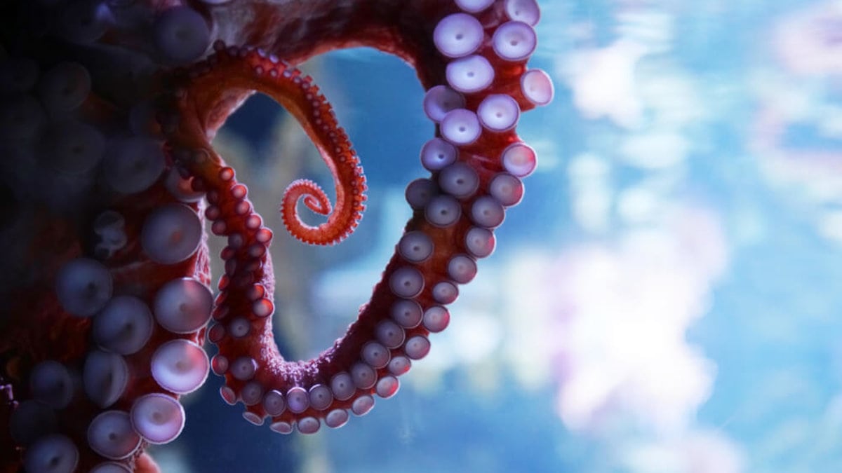 Milliardenschwerer Investmentfonds Stellt Sich Hinter Kraken Btc Echo