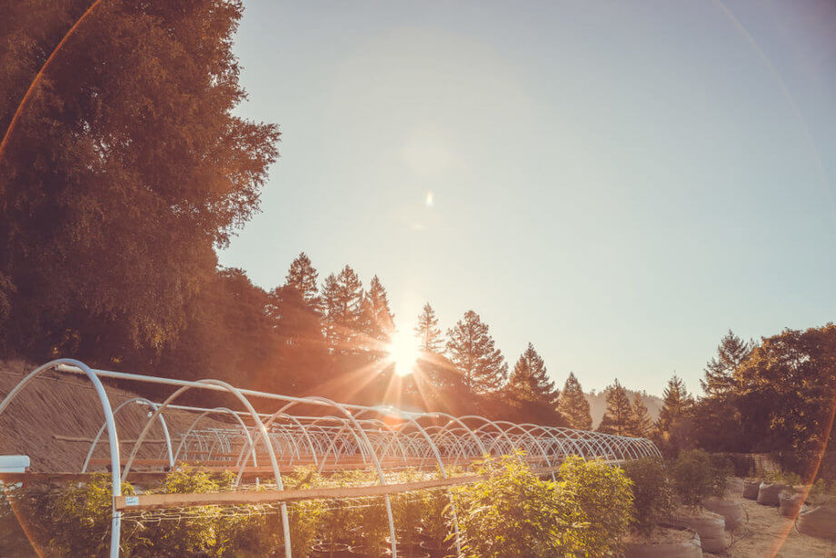 Bitcoin statt Cannabis: Australische Polizei verwechselt Mining-Farm mit Growroom