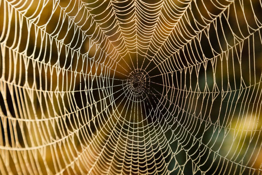 Bitcoin Cash (BCH): Eine einzige Adresse generiert mehr als die Hälfte aller Transaktionen