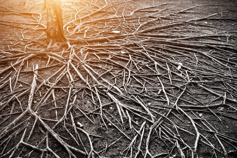 Wie Taproot und Schnorr Bitcoins Privacy verbessern wird – Code in GitHub lanciert