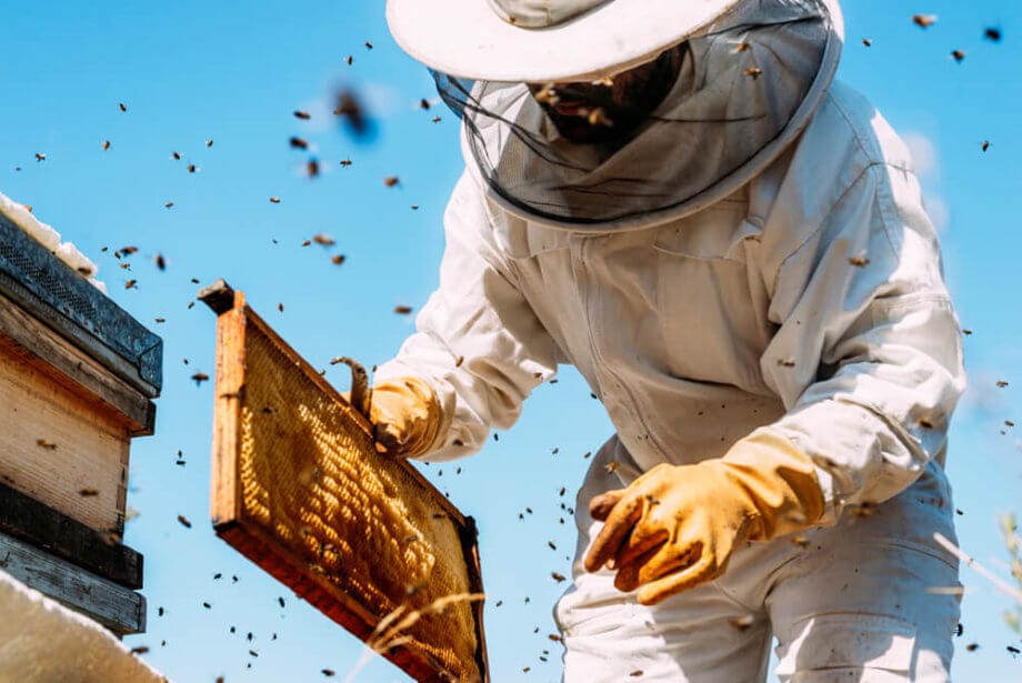 World Bee Project: Mit Blockchain gegen Bienensterben | BTC-ECHO
