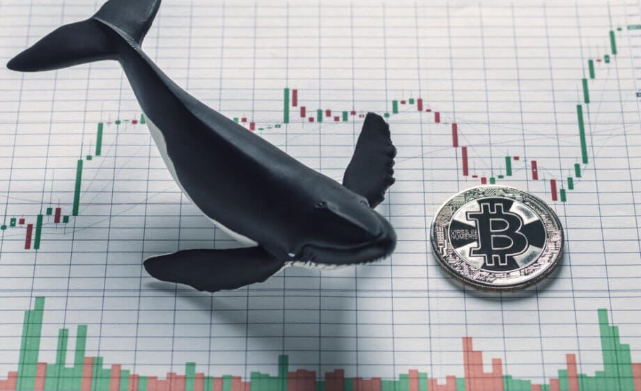 Bitcoin-Marktsentiment: Volatilität erreicht neue Höhen