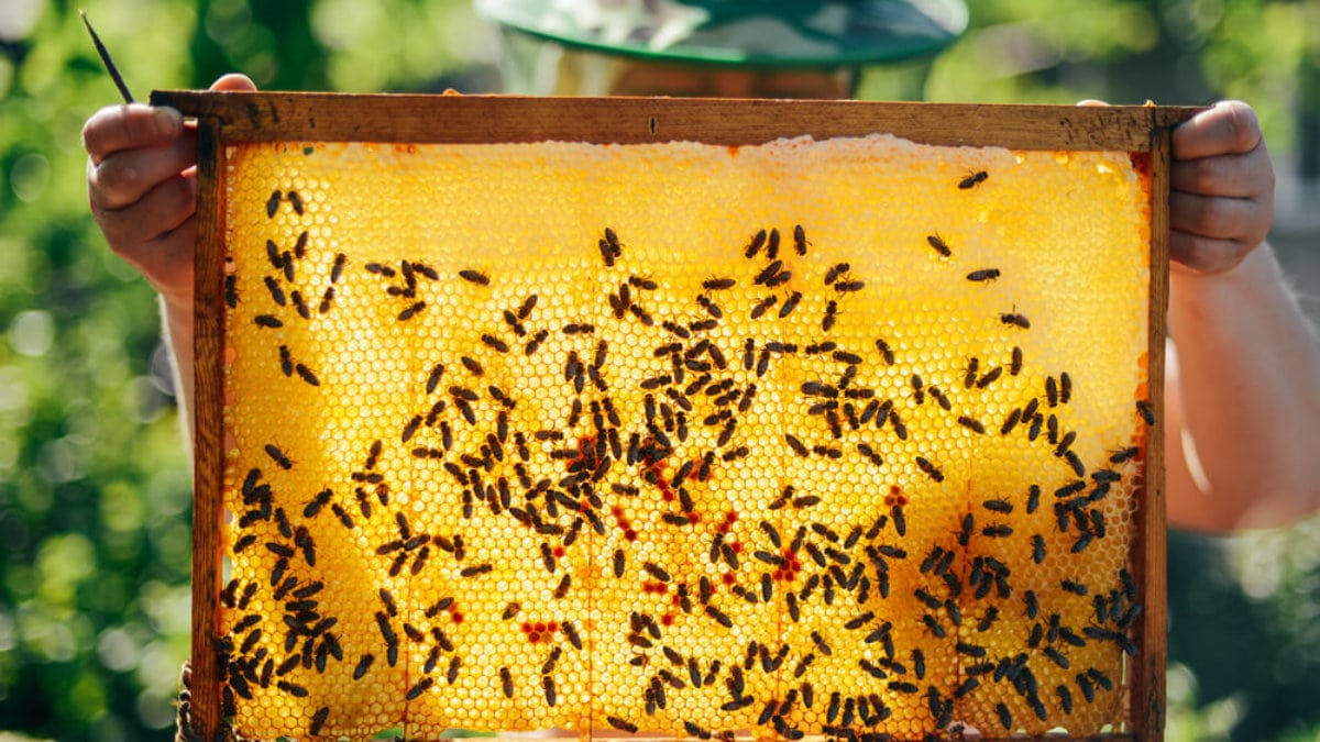 BeeCoin: Berlin Art Week verbindet Bienen und Blockchain