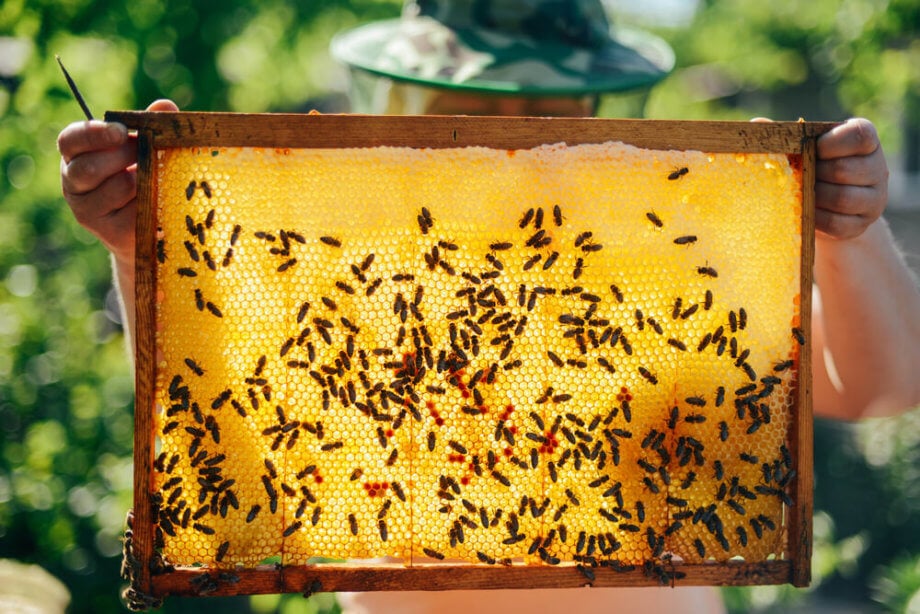 BeeCoin: Berlin Art Week verbindet Bienen und Blockchain