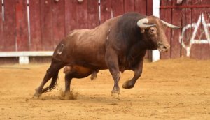 Bitcoin-Kurs steigt um 2000 US-Dollar – Bullenrallye am Krypto-Markt; IOTA, Ripple, Ethereum