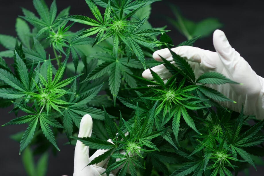 Cannabis-Industrie: US-Bundesstaat Vermont kontrolliert Cannabis-Qualität per Blockchain Trump hetzt Geheimdienst auf Krypto-Schurken und die Schweiz fordert Gesichtskontrolle bei Bitcoin-Überweisungen