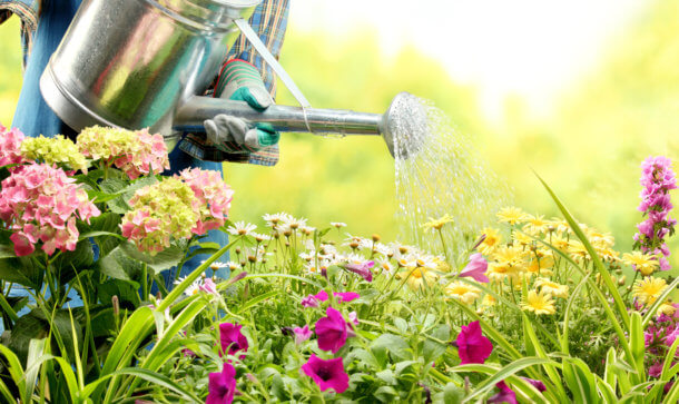 Algorand Foundatoin investiert eine viertel Milliarde ALGO in Förderfonds Ein farbenprächtiges Blumenbeet wird gegossen (Symbolbild)