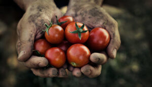 schmutzige hände halten frisch geerntete rote kleine tomaten in der hand