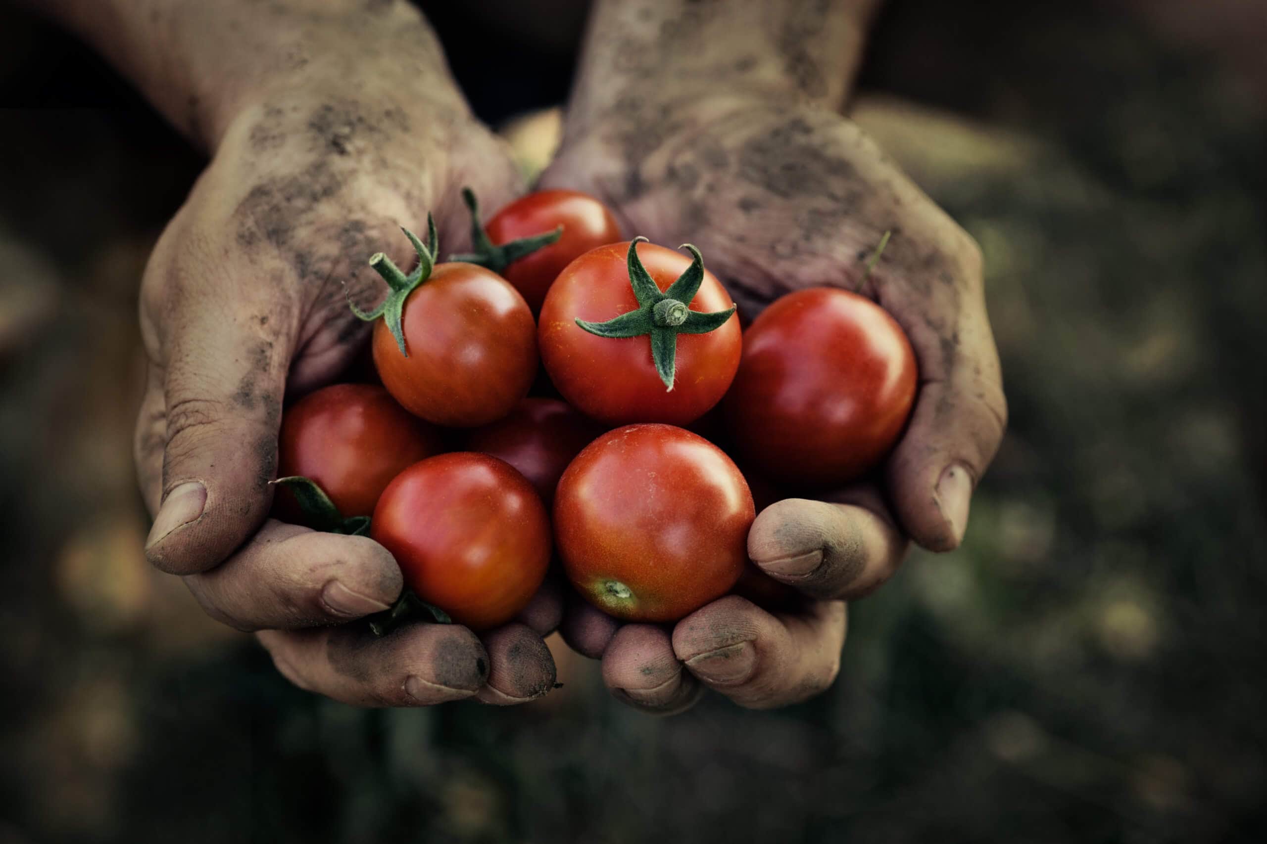 schmutzige hände halten frisch geerntete rote kleine tomaten in der hand