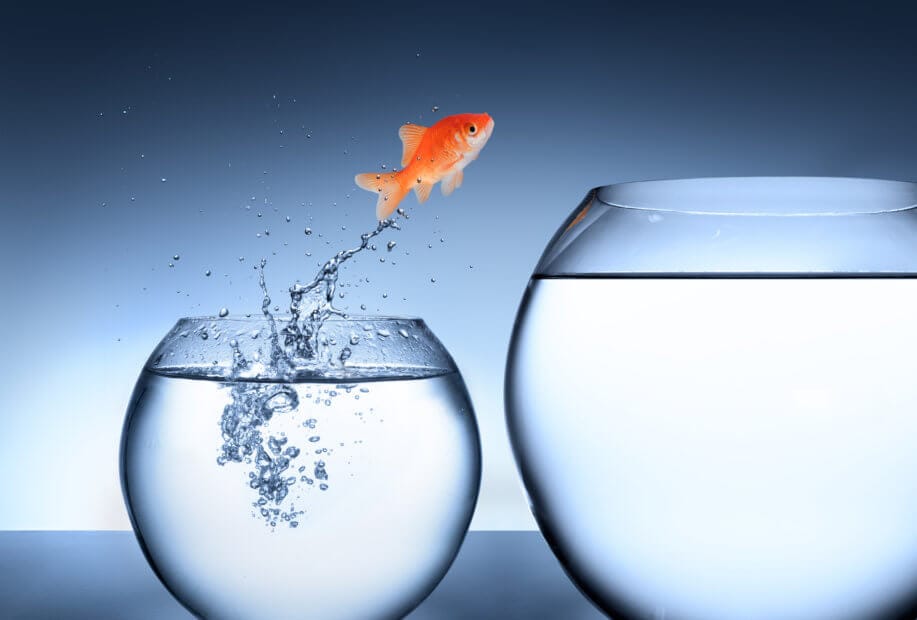 Weltpremiere: Wird RICO den Krypto-Investment-Markt revolutionieren? ein goldfisch, der von einem kleinen glas in ein größeres springt auf bläulichem hintergrund