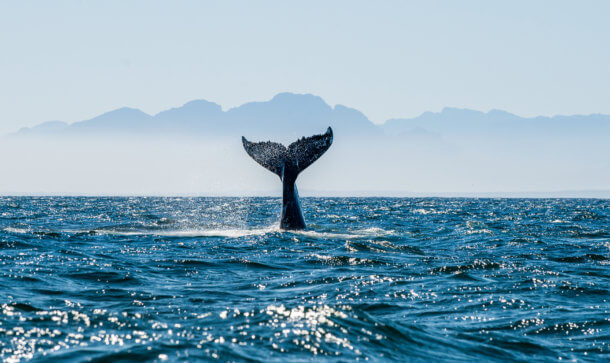 Whale Watching: Ripple-Mitgründer verkauft Millionen von XRP Schwanzflosse eines Wals, die aus dem Meer ragt