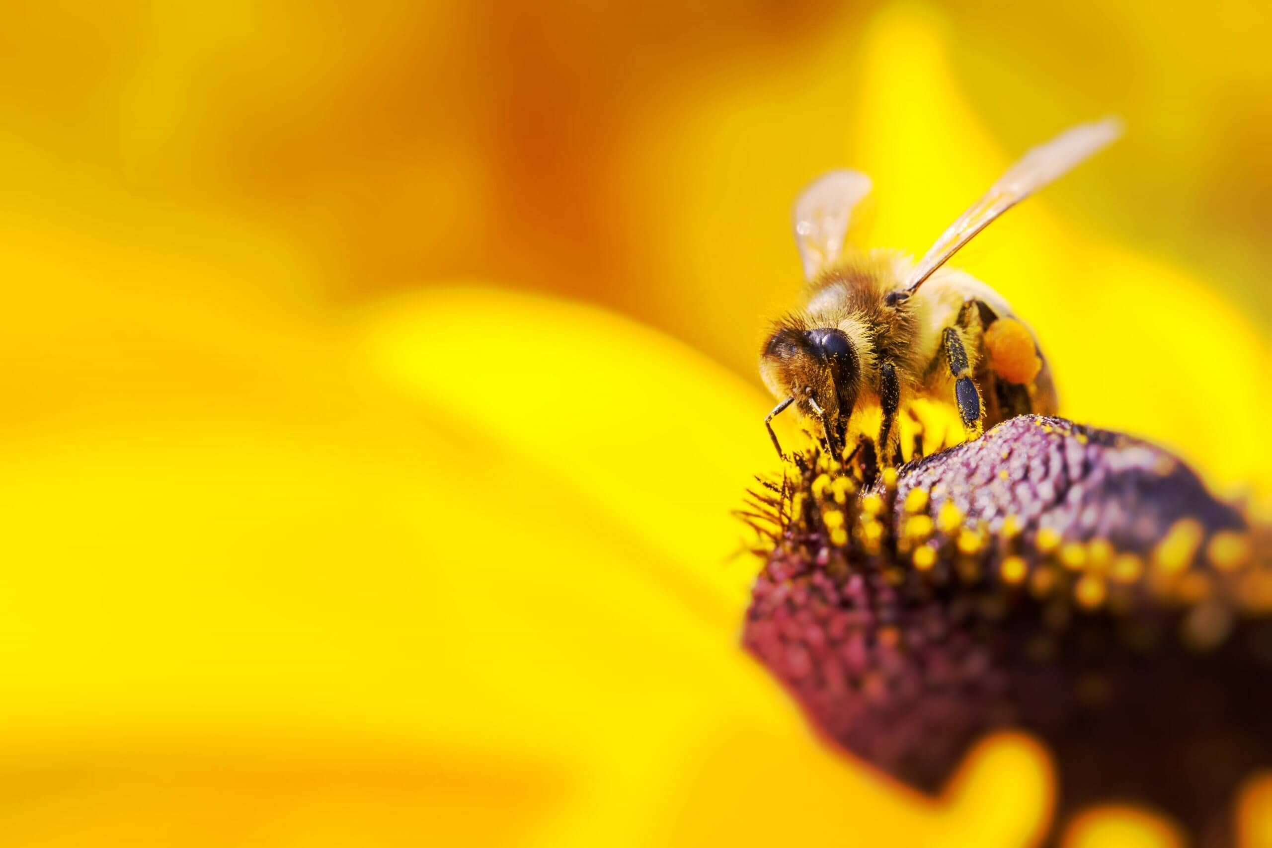 eine biene, die auf einer sonnenblume sitzt und pollen sammelt, um später honig zu produzieren. im Hintergrund sieht man die gelbe blume