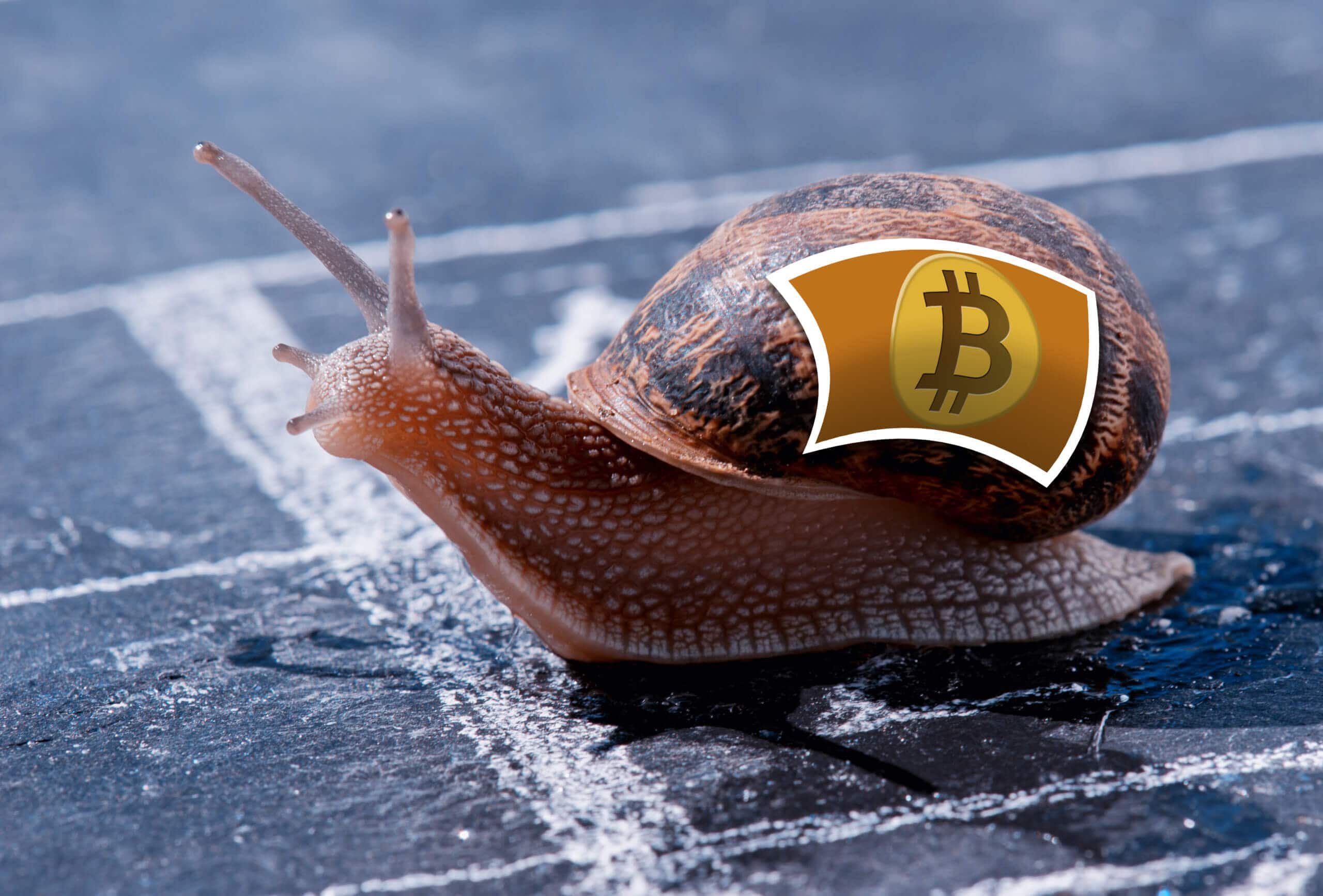 Schnecke mit Bitcoin-Logo auf dem Haus