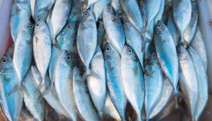 Mehrere gefangene Fische