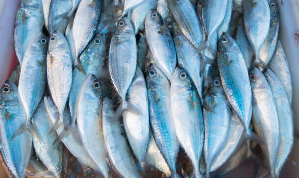 IBM und Atea bringen Meeresfrüchte auf die Blockchain Mehrere gefangene Fische