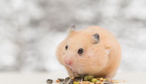 Hamster auf weissem Hintergund mit Hamsterbacken