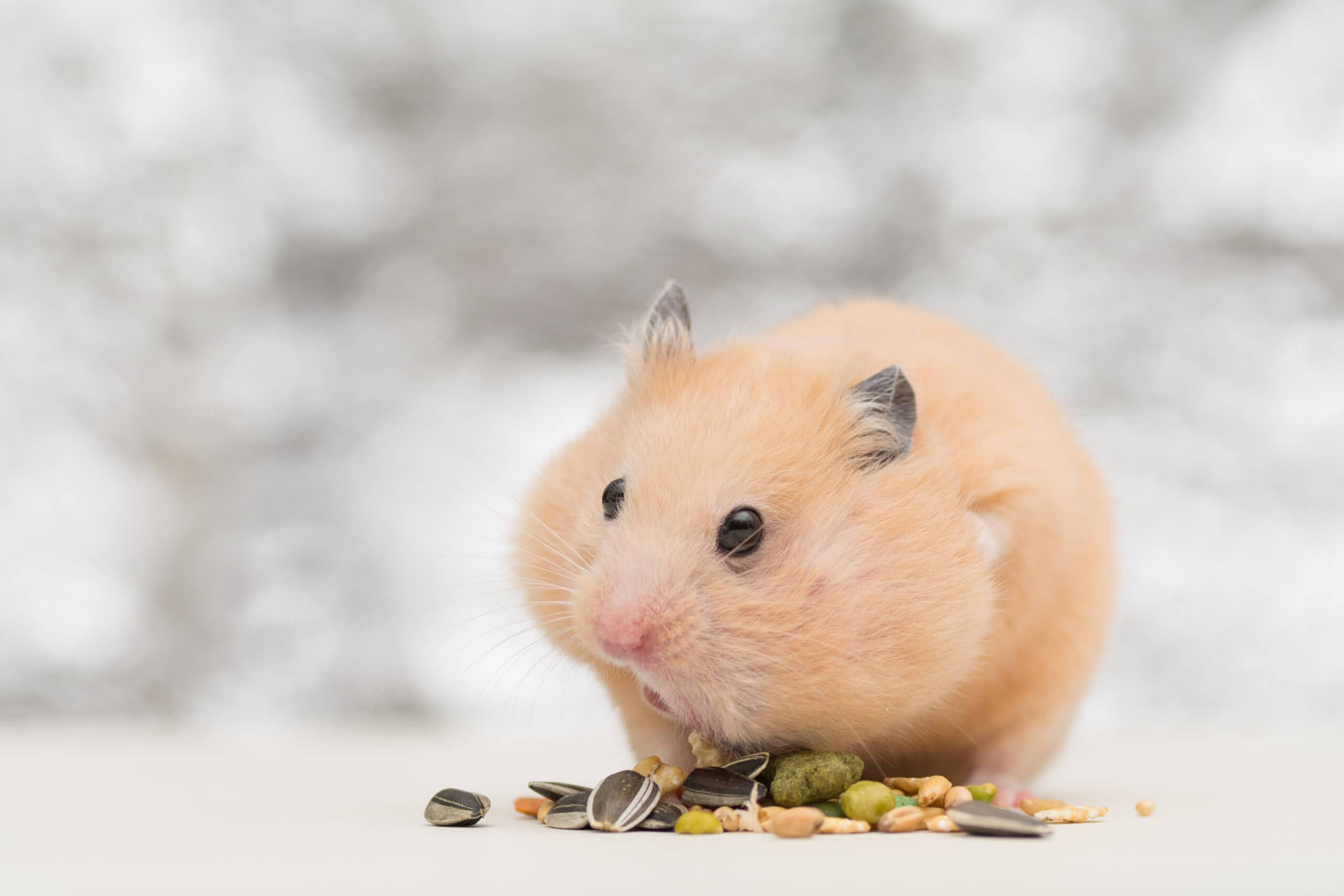 Hamster auf weissem Hintergund mit Hamsterbacken