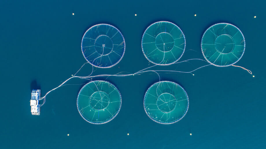 Lachs auf der Kette: Norwegischer Hersteller baut auf IBM-Blockchain Eine Lachsfischfarm im Meer mit einem Schiff