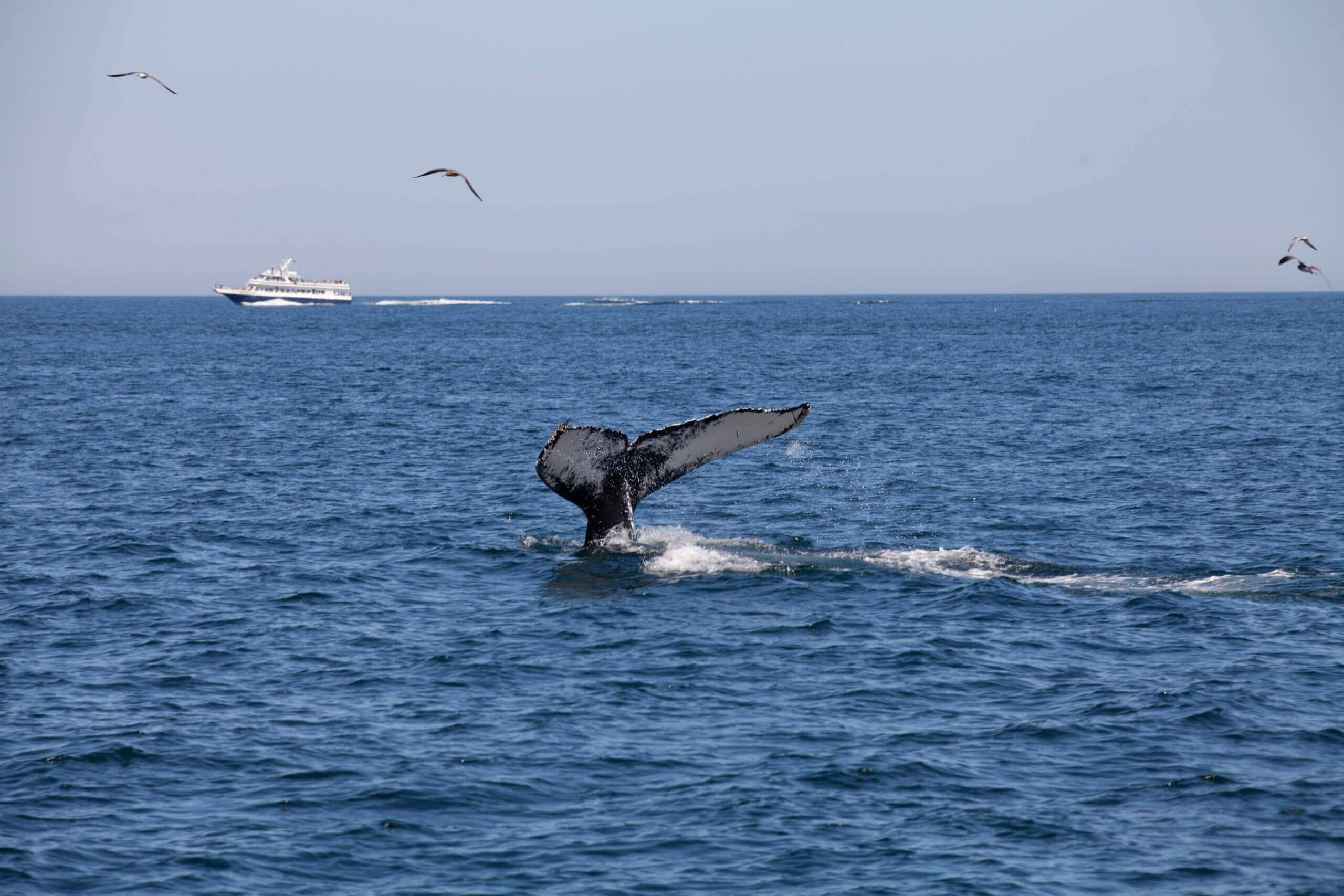 Schwanz eines Buckelwals vor der Küste von Cape Cod.