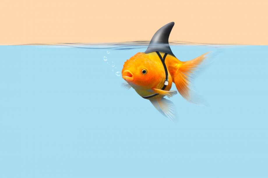 Nicht ganz sauber? Bitcoin-Börse mit Wash-Trading-Vorwurf konfrontiert ein goldfisch mit einer haifischflosse