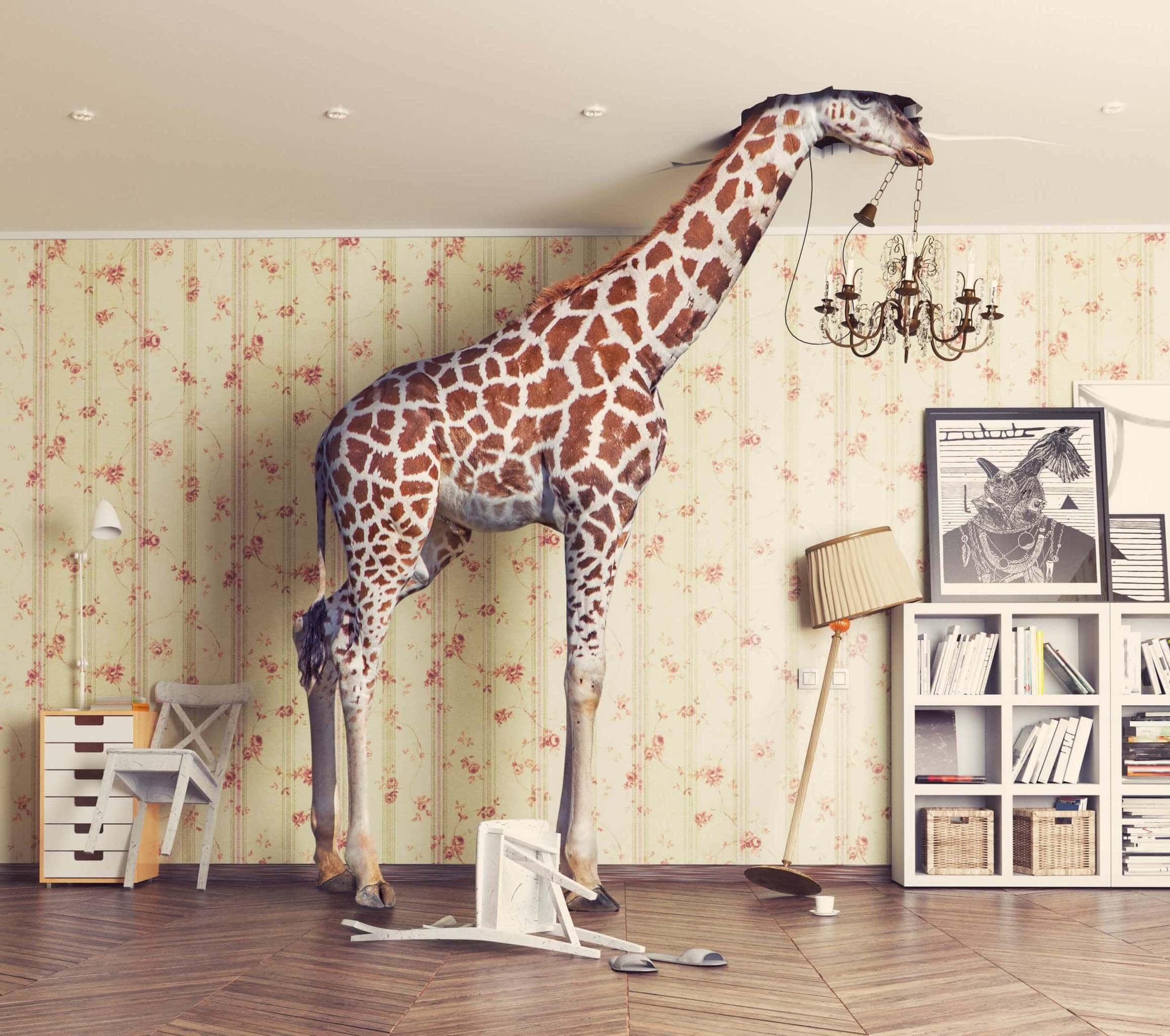 giraffe-stößt-mit-dem-kopf-durch-die-decke