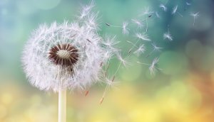 eine-pusteblume-im-wind