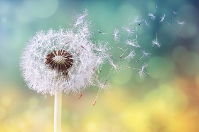 eine-pusteblume-im-wind