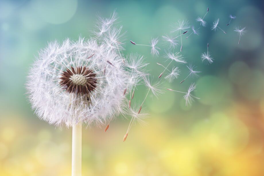IOTA-Update: Von Blütenstaub, Chroniken und Prof. Tangle eine-pusteblume-im-wind