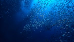 Muschel unter Wasser / Meeresökosystem, große Fischschule auf blauem Hintergrund, abstrakter Fisch lebendig K