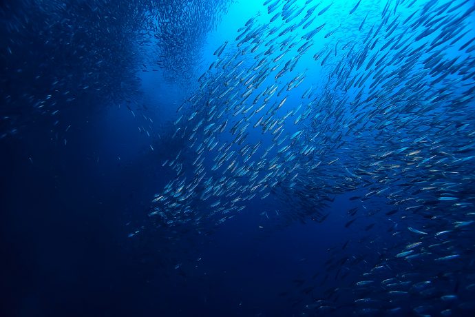 Muschel unter Wasser / Meeresökosystem, große Fischschule auf blauem Hintergrund, abstrakter Fisch lebendig K