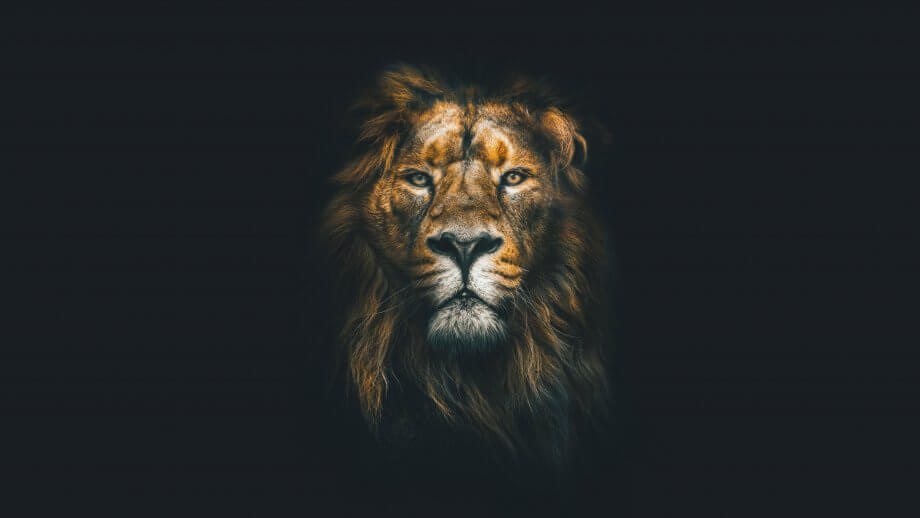 Expansion nach Japan: Krypto-Browser Brave vermeldet Partnerschaft mit bitFlyer Brave-Löwe vor schwarzem Hintergrund