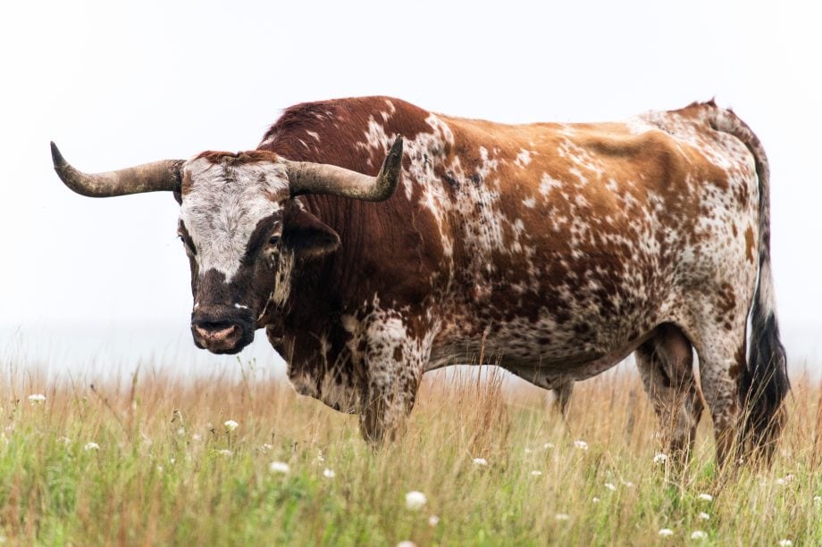 Bitcoin auf Jahreshoch: Stimmen zum Bull Run 2020 Ein Bulle auf der Weide.