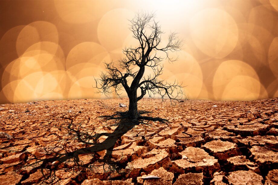 Weltwirtschaftsforum: Weltretter-Technologie Blockchain? Ein vertrockneter Baum auf vertrocknetem Boden.