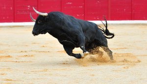 Eine Stier in einer Stierkampfarena