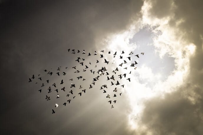 mehrere vögel, die in pfeilform richtung himmel fliegen