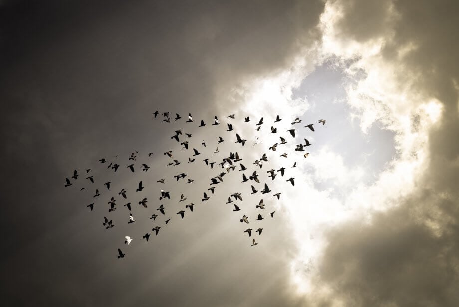 BitMEX: Bitcoin-Börse kündigt weitläufige Änderungen an mehrere vögel, die in pfeilform richtung himmel fliegen