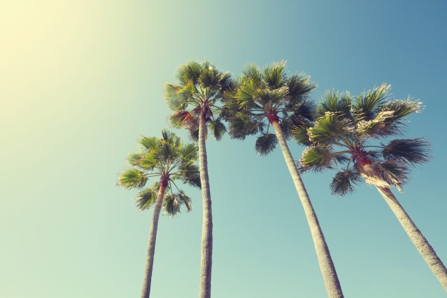 Palmtrip ermöglicht blockchainbasierte Investition in Ferien-Immobilien Palmen