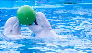 Wale spielen mit einem Ball
