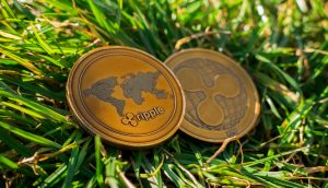 Zwei Ripple-Münzen (XRP) im Gras