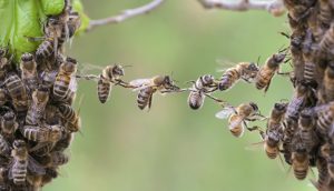 Mehrere Bienen bilden eine BRücke, die Kooperation zwischen Cashlink udn area2invest darstellen soll