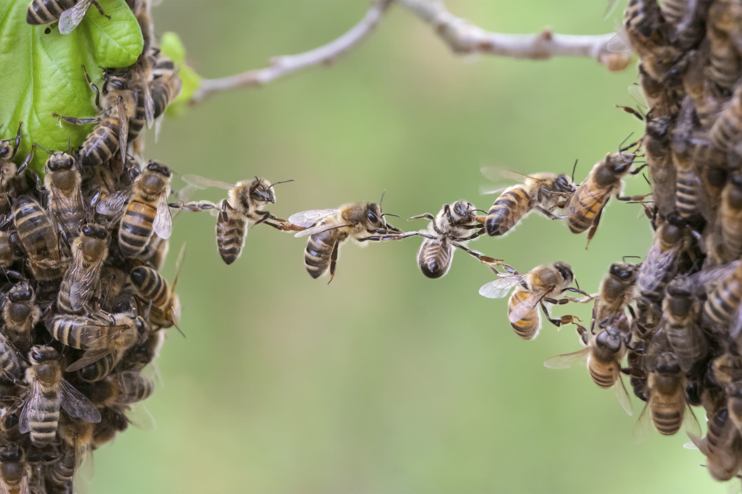 Mehrere Bienen bilden eine BRücke, die Kooperation zwischen Cashlink udn area2invest darstellen soll