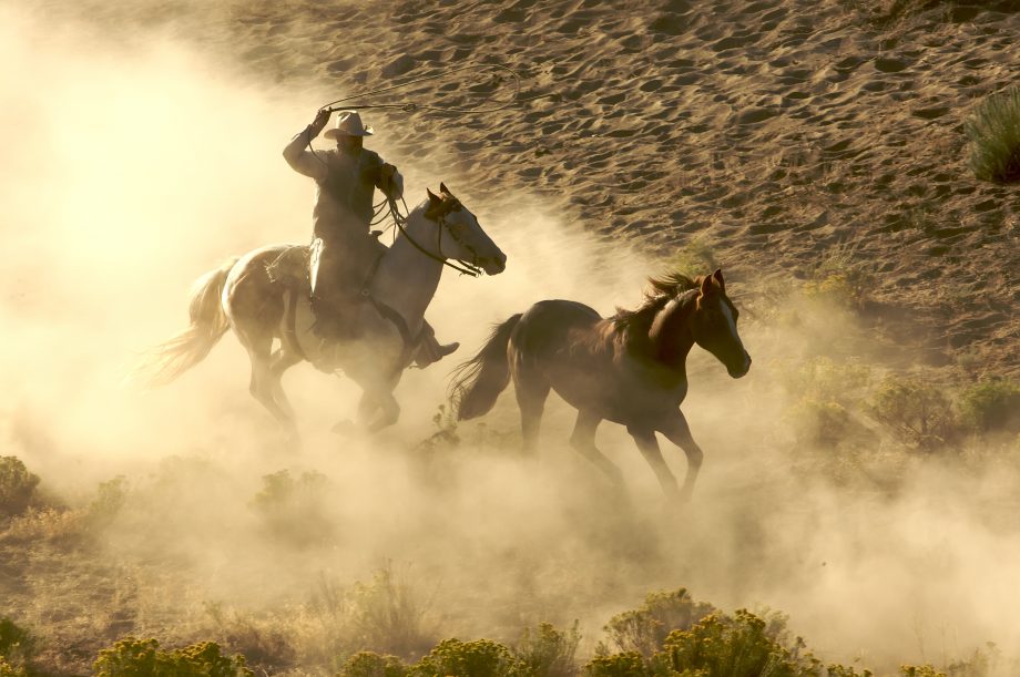 Grayscale hält jetzt 2,6 Prozent der Bitcoin-Umlaufmenge Cowboy reitet hinter Pferd